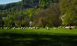 Pohotovostní linky pro hlášení škod