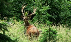 Pase se jelen tam, kde vlk loví? Výzkumný projekt zkoumá vliv vlků na horský ekosystém Šumavy/Bavorského lesa