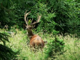 Pase se jelen tam, kde vlk loví? Výzkumný projekt zkoumá vliv vlků na horský ekosystém Šumavy/Bavorského lesa