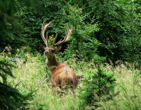 Jelen. Foto: Milan Škrott