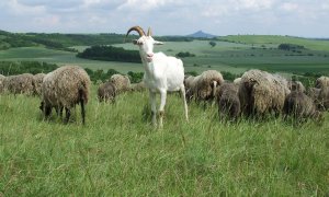 Dialog s chovateli ovcí a koz