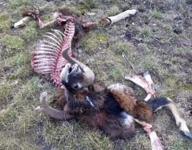 Foto: archiv AOPK ČR